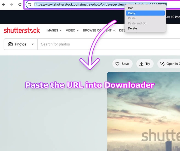 Shutterstock Image Example